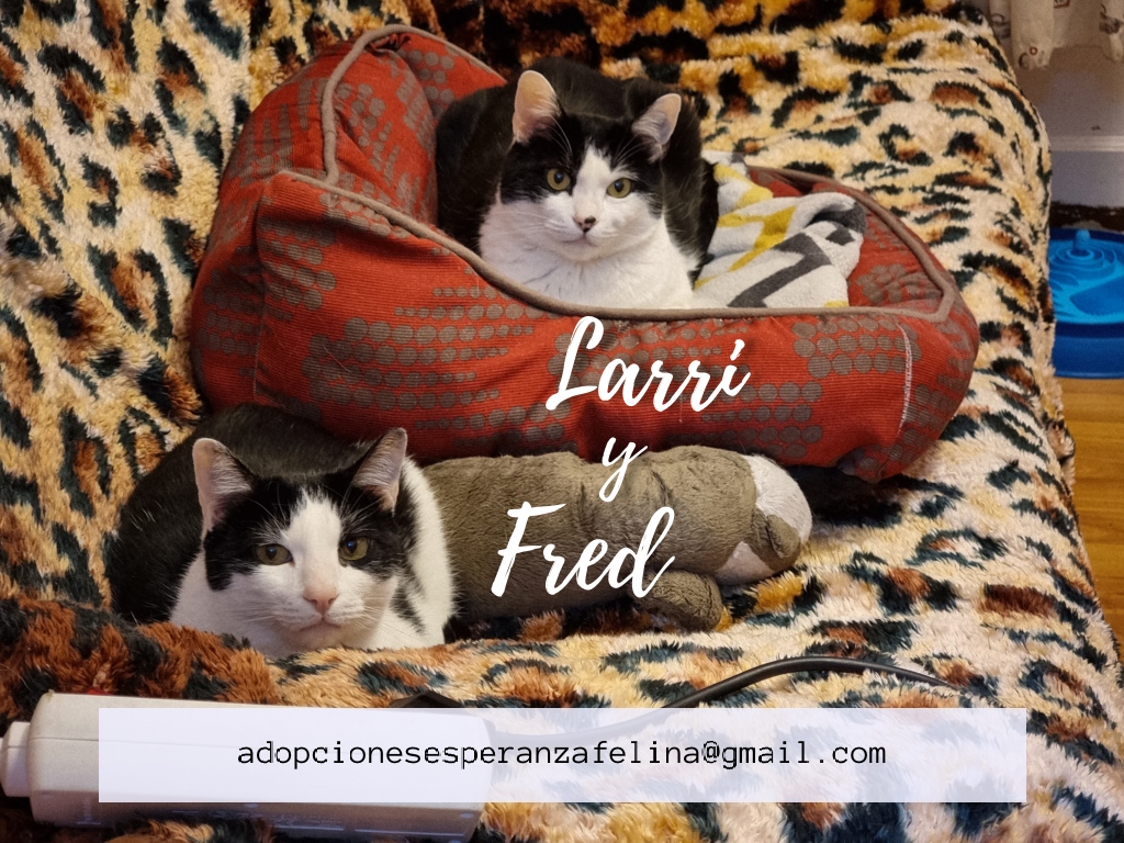 Fred y Larri, hermanitos en adopción (Álava-España f.n.aprox 09/03/15)  - Página 2 Fred_y16