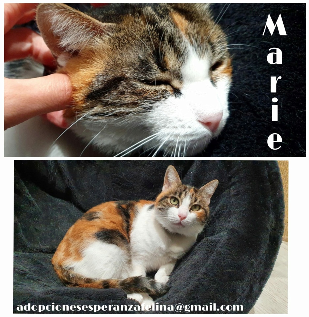 Marie, preciosa tricolor busca hogar (F.N Aprox: 03/2019) Img-2025