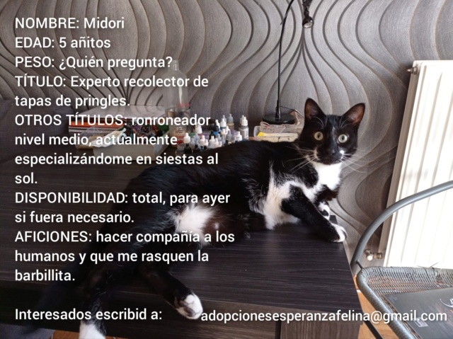 MIDORI, precioso gatito en adopción (F.Nac. 06/01/2017) Incoll32