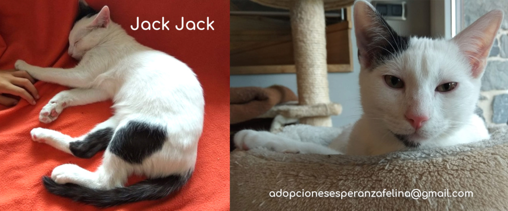 Jack-Jack, gatete en adopción. Álava-España (F.N: 05/2019) Jack_j10