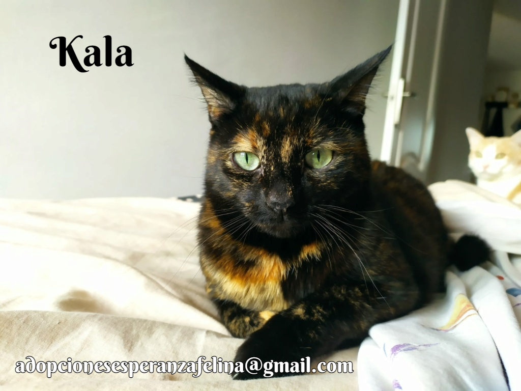 Kala, preciosa carey (Fec. Nac. Aprox. 01/01/2017) - Página 2 Kala_i11