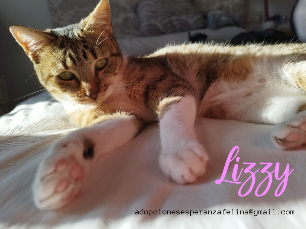 Lizzy, bomboncito en adopción. Álava (FNAprx. 01/05/2022) (+Leucemia) Lizzy_13