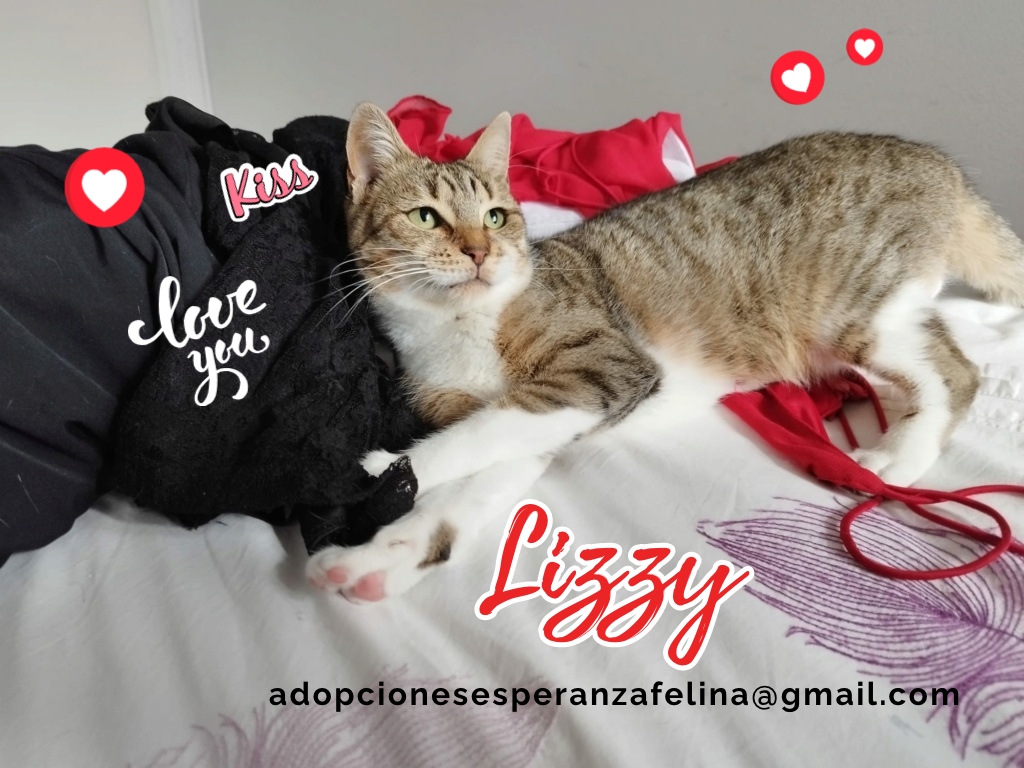 Lizzy, bomboncito en adopción. Álava (FNAprx. 01/05/2022) (+Leucemia) Lizzy_14