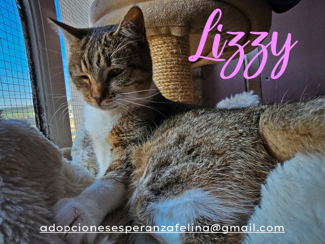 Lizzy, bomboncito en adopción. Álava (FNAprx. 01/05/2022) (+Leucemia) Lizzy_16