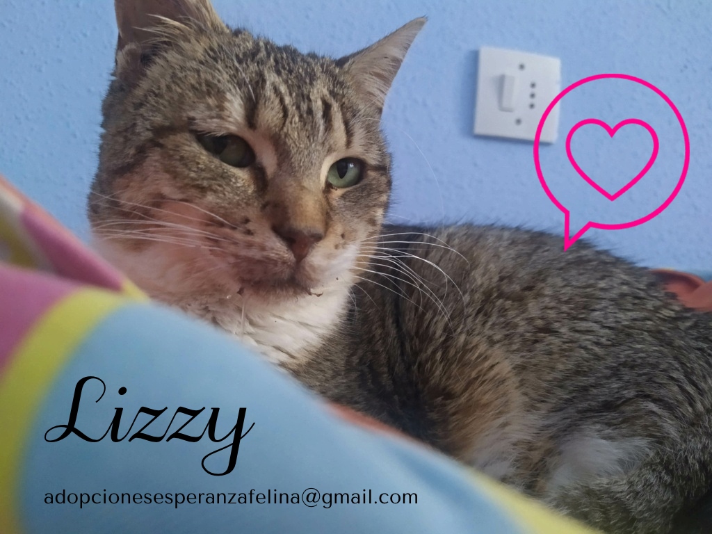 Lizzy, bomboncito en adopción. Álava (FNAprx. 01/05/2022) (+Leucemia) Lizzy_17