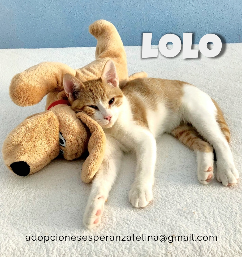 Lolo, amor de cachorrito en adopción (Álava, F.N aprox. 05/05/2022) Lolo_e11
