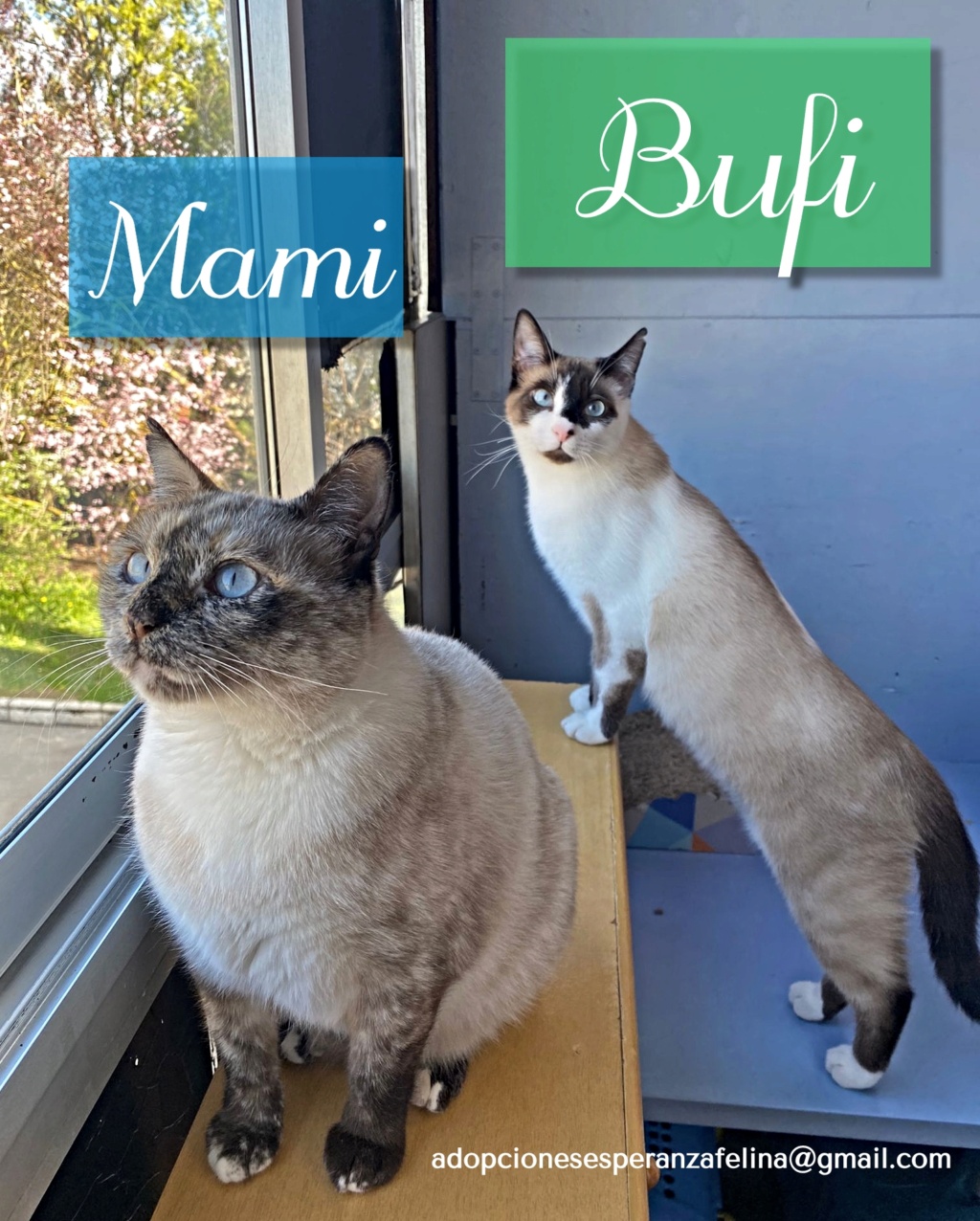 Mami y Bufi en adopción. Álava, España.(F.N. 2020 y 2022) Mami_y10