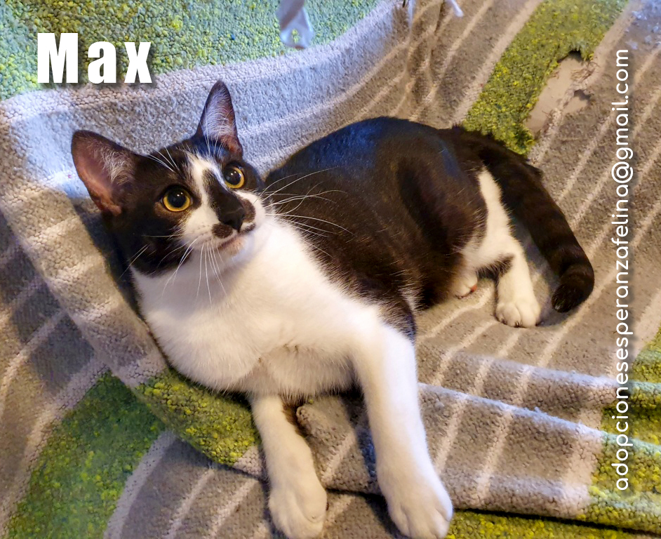 Maxh, precioso gato busca hogar (Álava - F.de. nacimiento aprox.: 08/05/19) Max_ed10