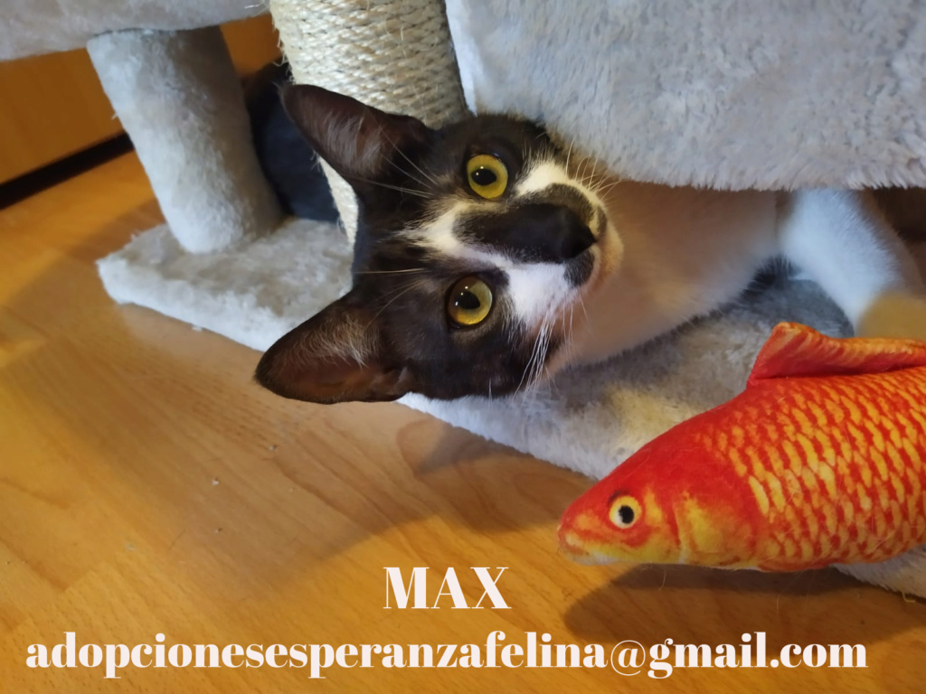 Maxh, precioso gato busca hogar (Álava - F.de. nacimiento aprox.: 08/05/19) Max_ed12