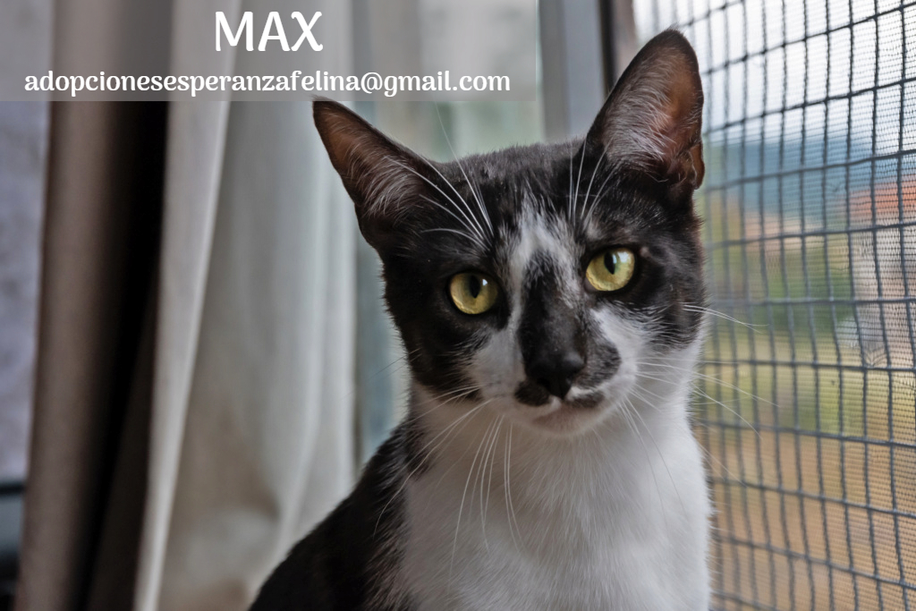Maxh, precioso gato busca hogar (Álava - F.de. nacimiento aprox.: 08/05/19) Max_ed14