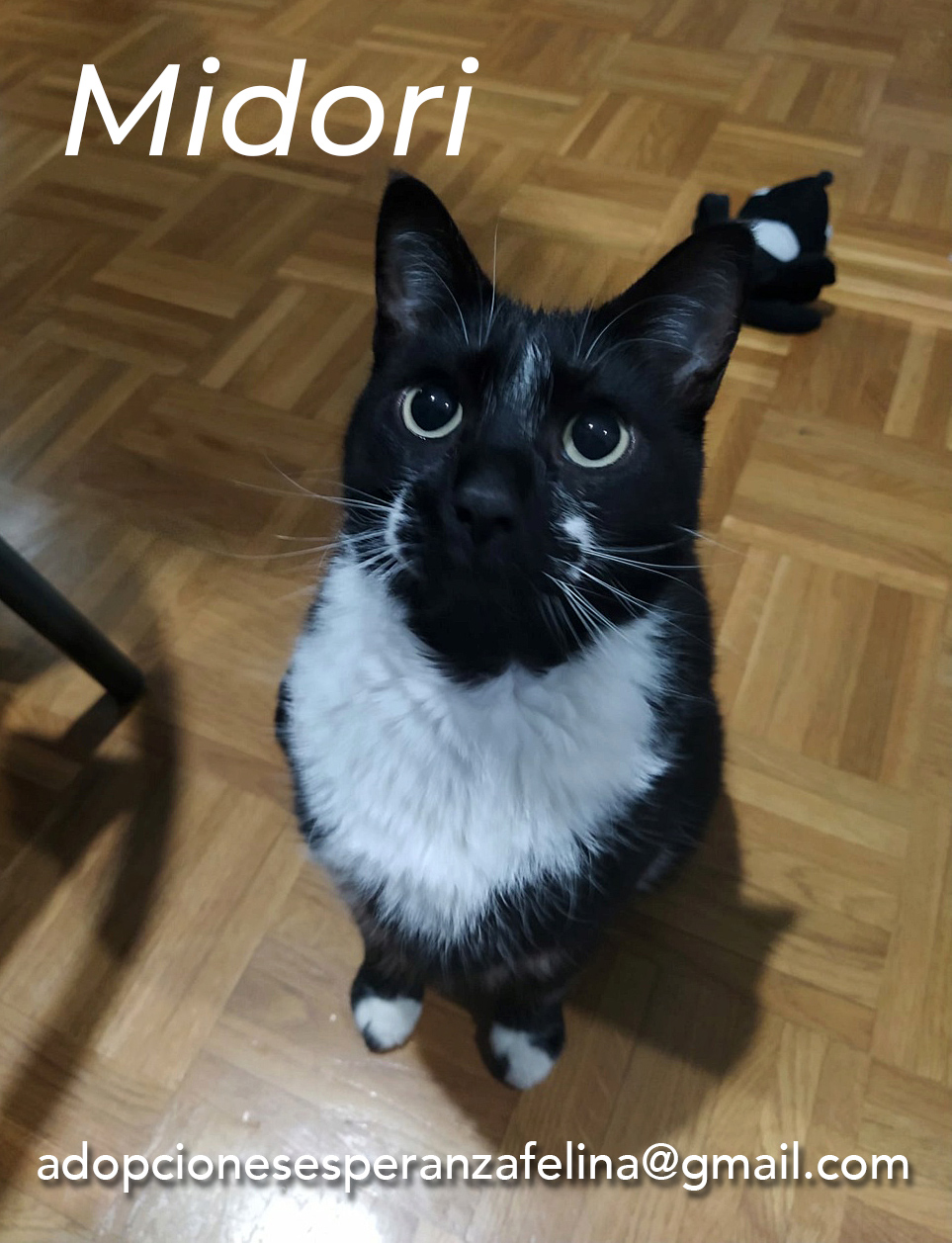 MIDORI, precioso gatito en adopción (F.Nac. 06/01/2017) Midori17