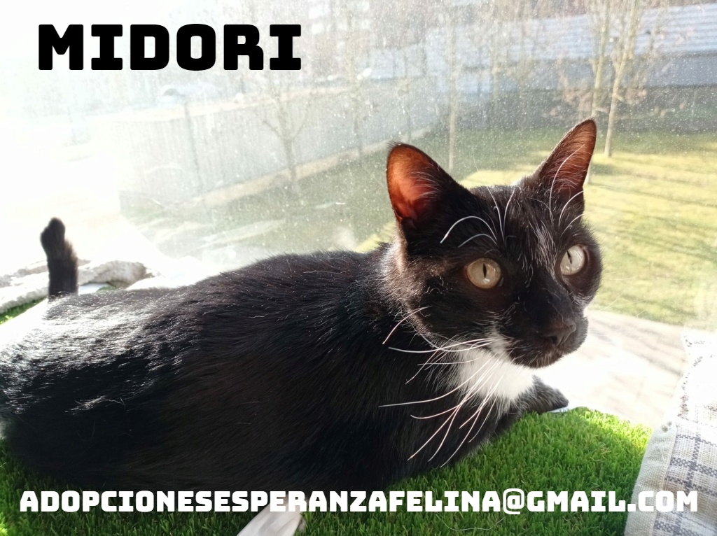 MIDORI, precioso gatito en adopción (F.Nac. 06/01/2017) - Página 2 Midori20