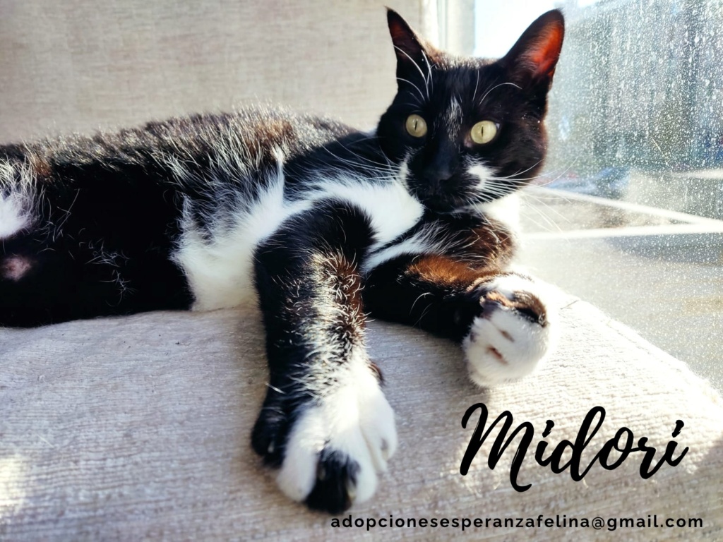 MIDORI, precioso gatito en adopción (F.Nac. 06/01/2017) - Página 3 Midori25