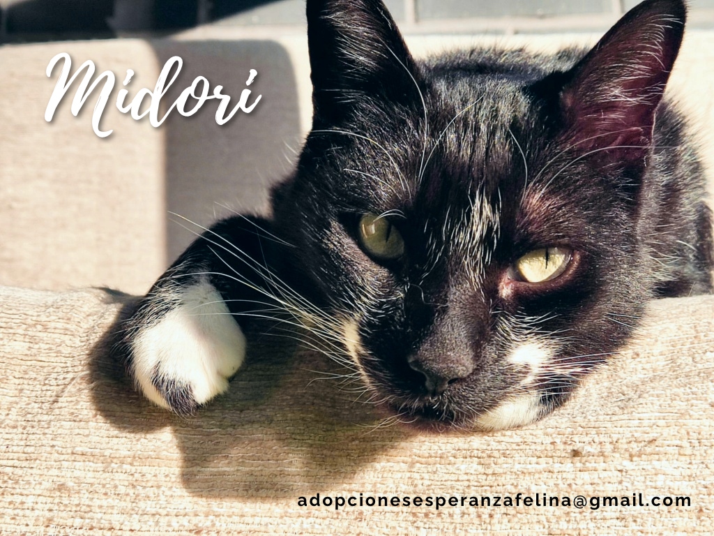 MIDORI, precioso gatito en adopción (F.Nac. 06/01/2017) - Página 3 Midori26