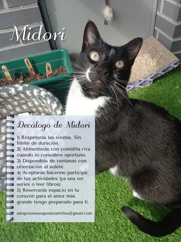 MIDORI, precioso gatito en adopción (F.Nac. 06/01/2017) - Página 3 Midori27