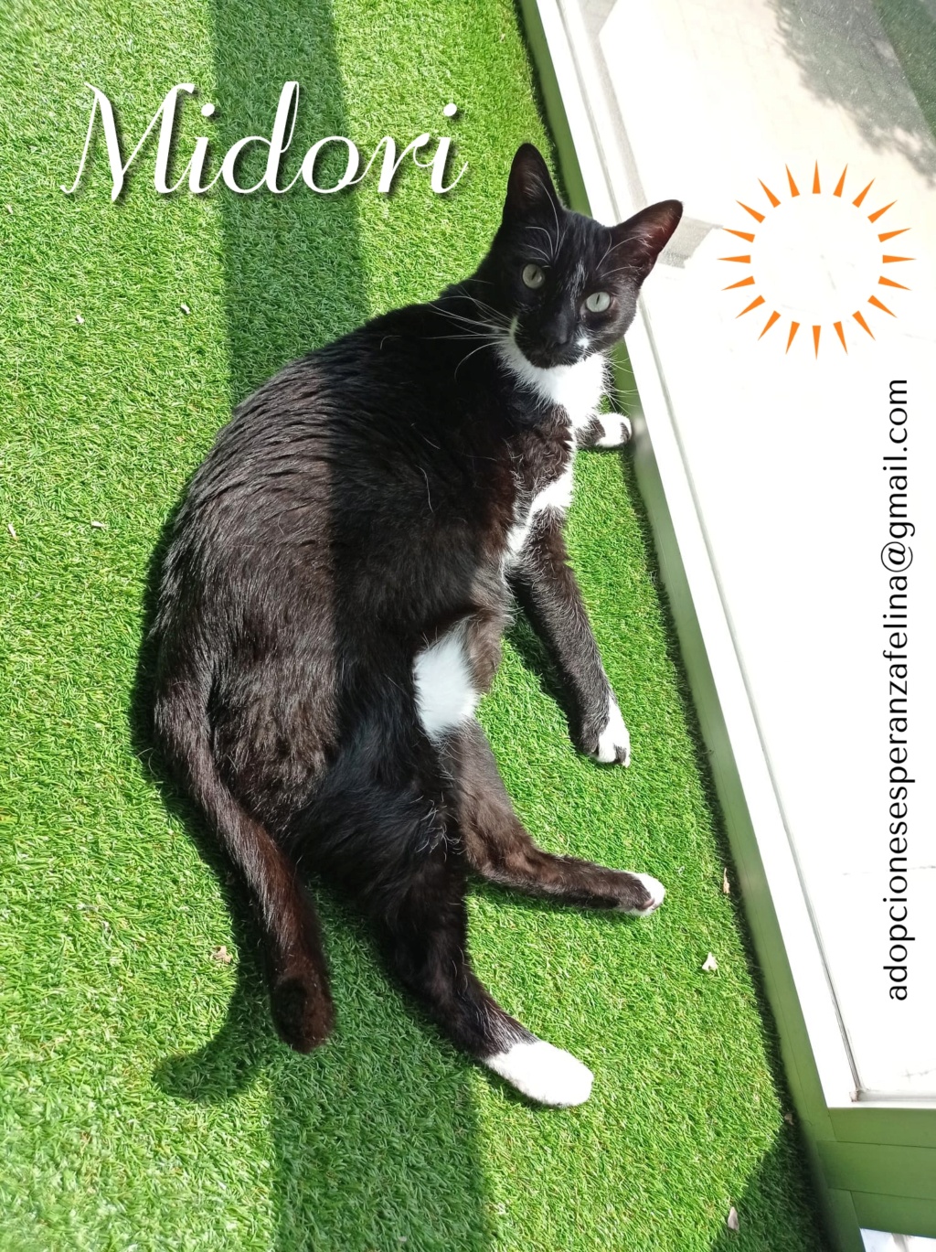 MIDORI, precioso gatito en adopción (F.Nac. 06/01/2017) - Página 3 Midori28