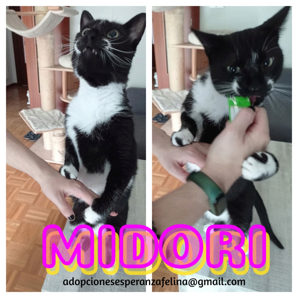 MIDORI, precioso gatito en adopción (F.Nac. 06/01/2017) - Página 3 Midori30