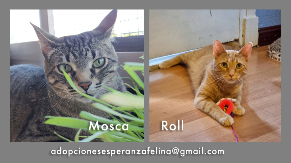 Mosca y Roll en adopción. Álava-ESP (F.N. aprox. 14/03/16) Mosca-14