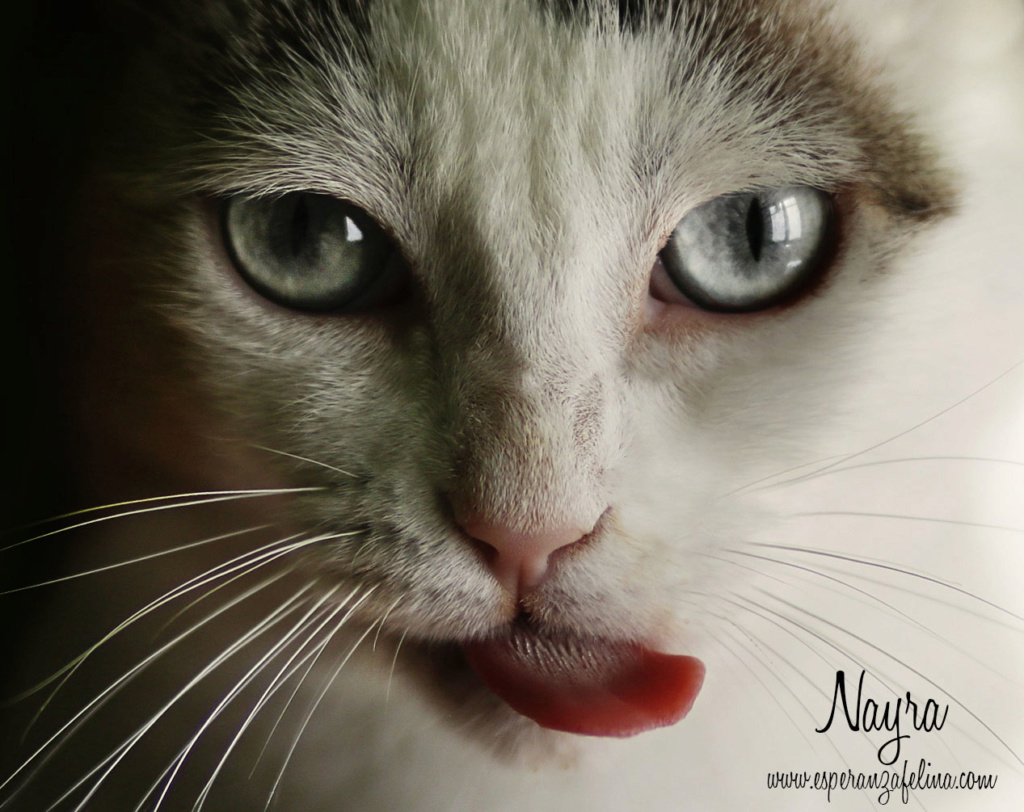 Nayra, gatita de ojos cautivadores en adopción. Alava (Fecha Nac. aprox: 11-08-2015) Nayra_10
