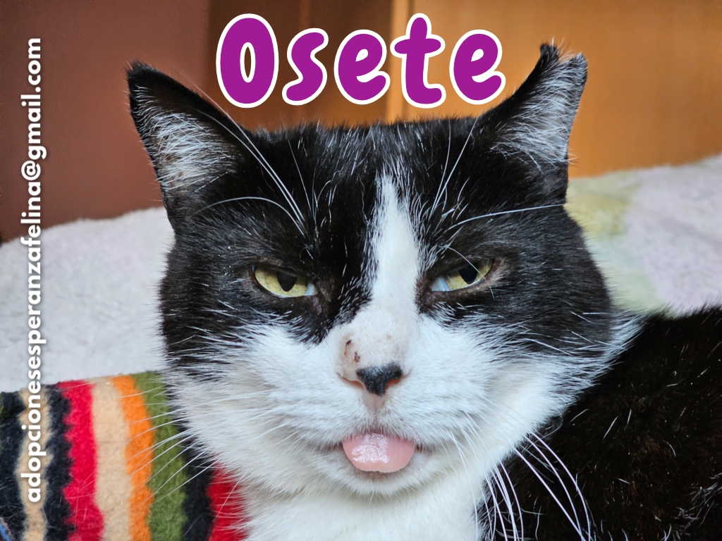 Osete, gatito mimoso en adopción (F.N aprox 2012. Álava, España) (Positivo a inmuno) - Página 2 Osete_15