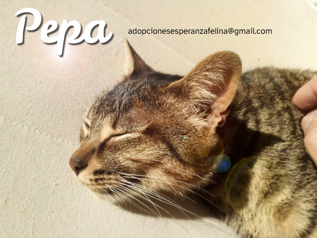 Pepa,preciosa gatita necesita hogar (f.n.aprox 28/04/13) - Página 2 Pepa_e18