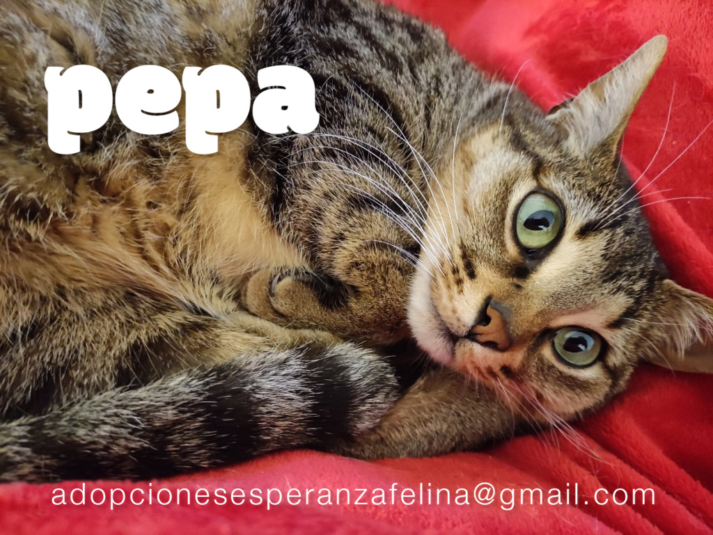 Pepa,preciosa gatita necesita hogar (f.n.aprox 28/04/13) - Página 2 Pepa_e20