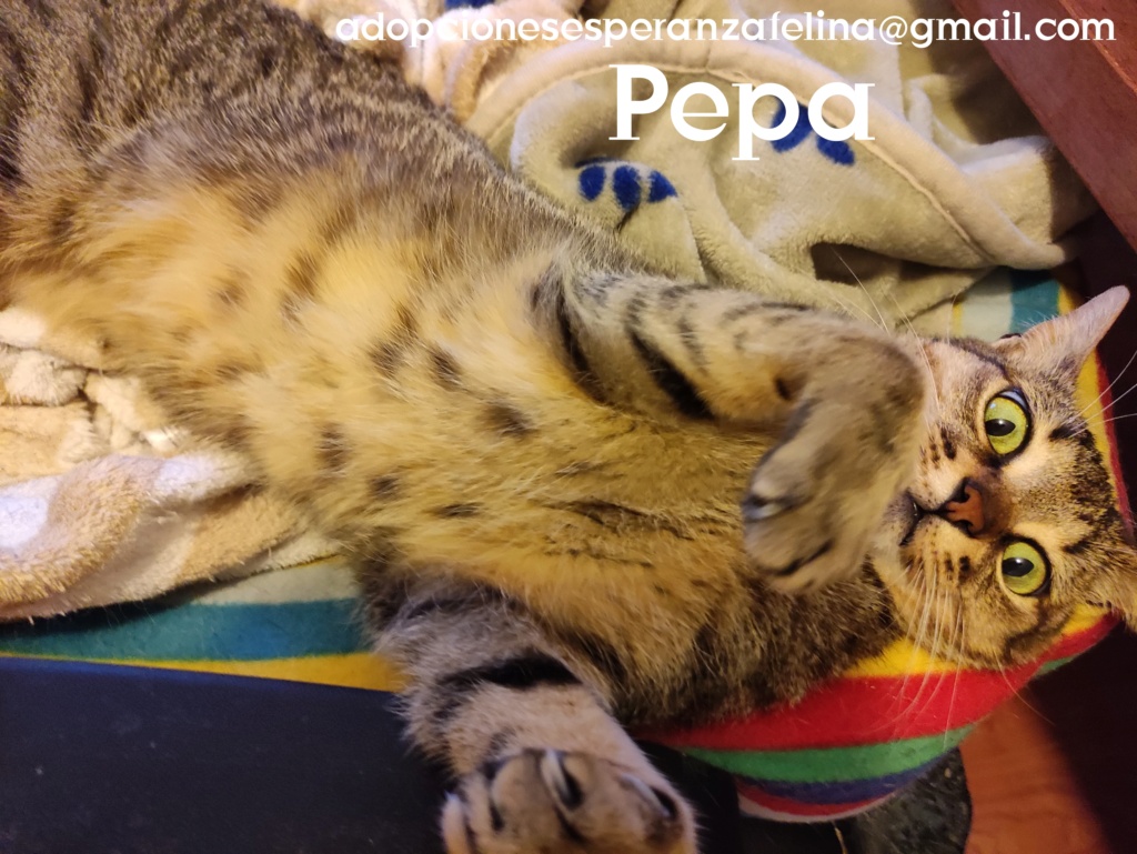 Pepa,preciosa gatita necesita hogar (f.n.aprox 28/04/13) - Página 2 Photo142