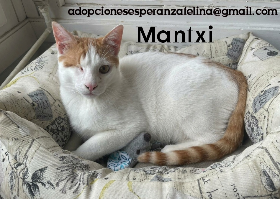 Mantxi, adorable cachorrito busca hogar. (F.N Aprox: 15/07/21) Photo166