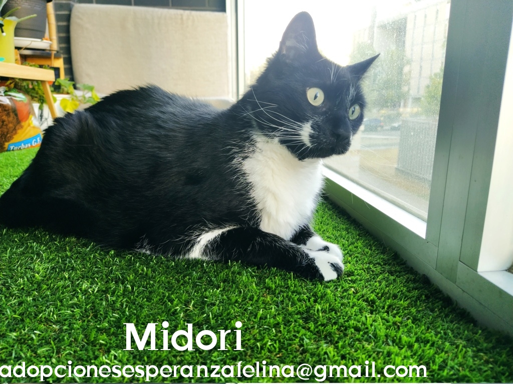MIDORI, precioso gatito en adopción (F.Nac. 06/01/2017) - Página 2 Photo187