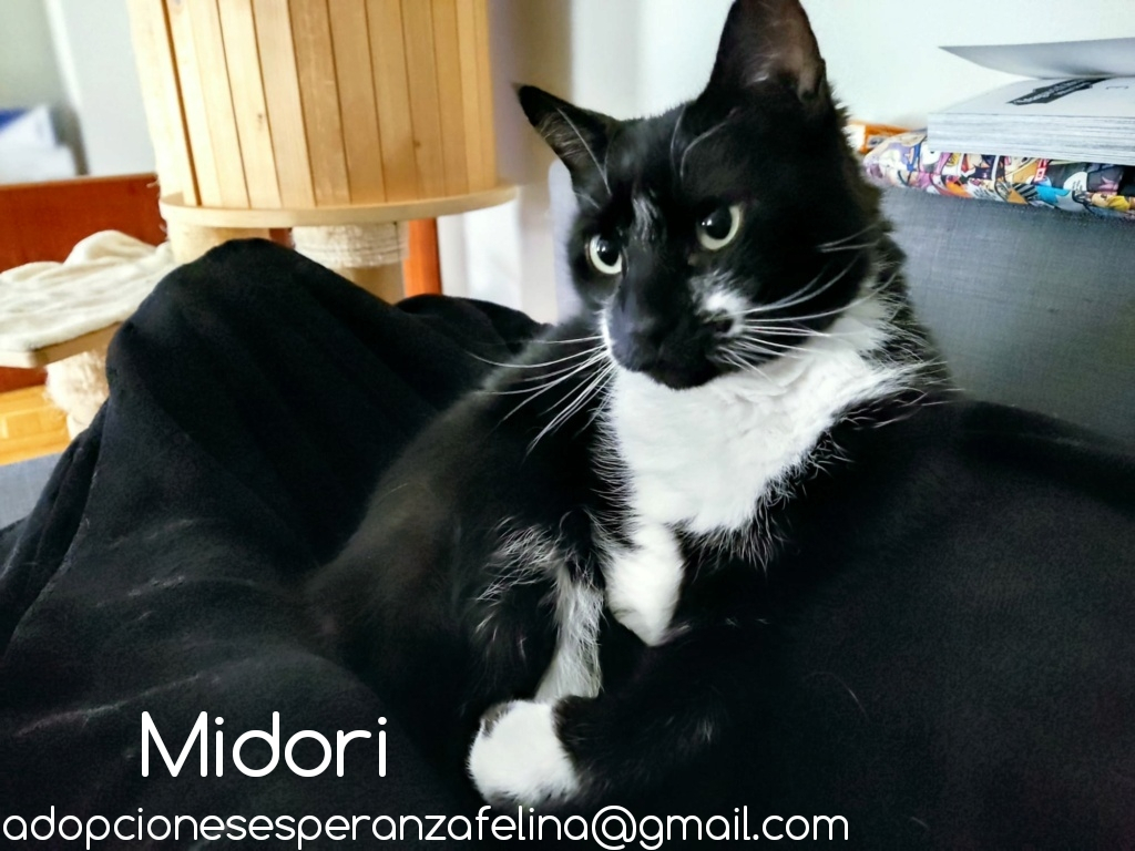 MIDORI, precioso gatito en adopción (F.Nac. 06/01/2017) - Página 3 Photo212
