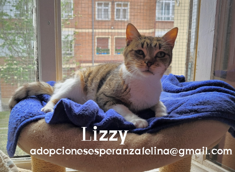Lizzy, bomboncito en adopción. Álava (FNAprx. 01/05/2022) (+Leucemia) Photo216