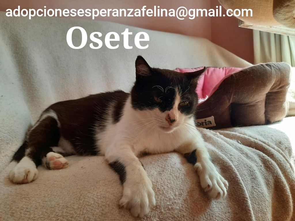 Osete, gatito mimoso en adopción (F.N aprox 2012. Álava, España) (Positivo a inmuno) Photo219