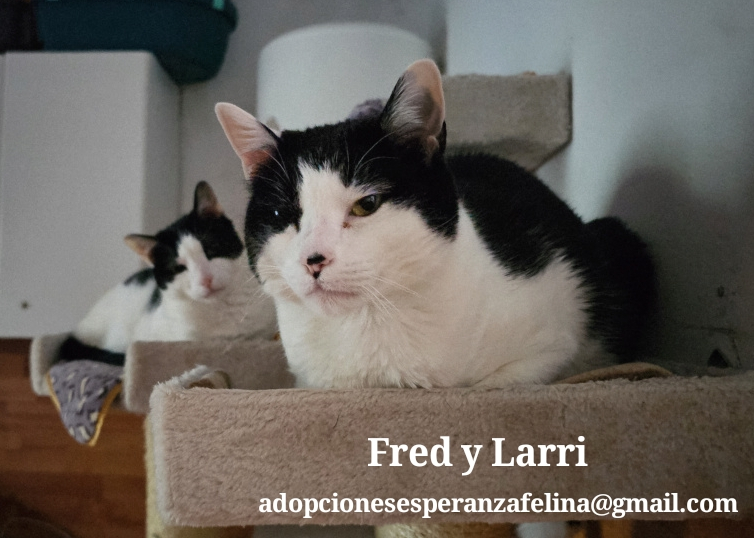 Fred y Larri, hermanitos en adopción (Álava-España f.n.aprox 09/03/15)  - Página 2 Photo220