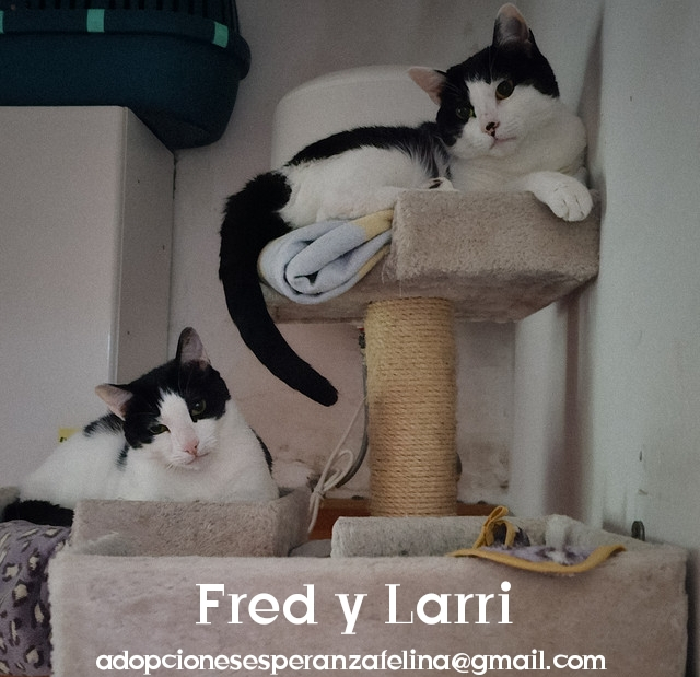 Fred y Larri, hermanitos en adopción (Álava-España f.n.aprox 09/03/15)  - Página 2 Photo225