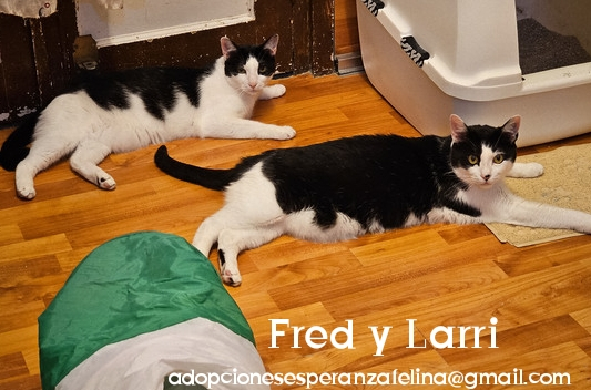 Fred y Larri, hermanitos en adopción (Álava-España f.n.aprox 09/03/15)  - Página 3 Photo234