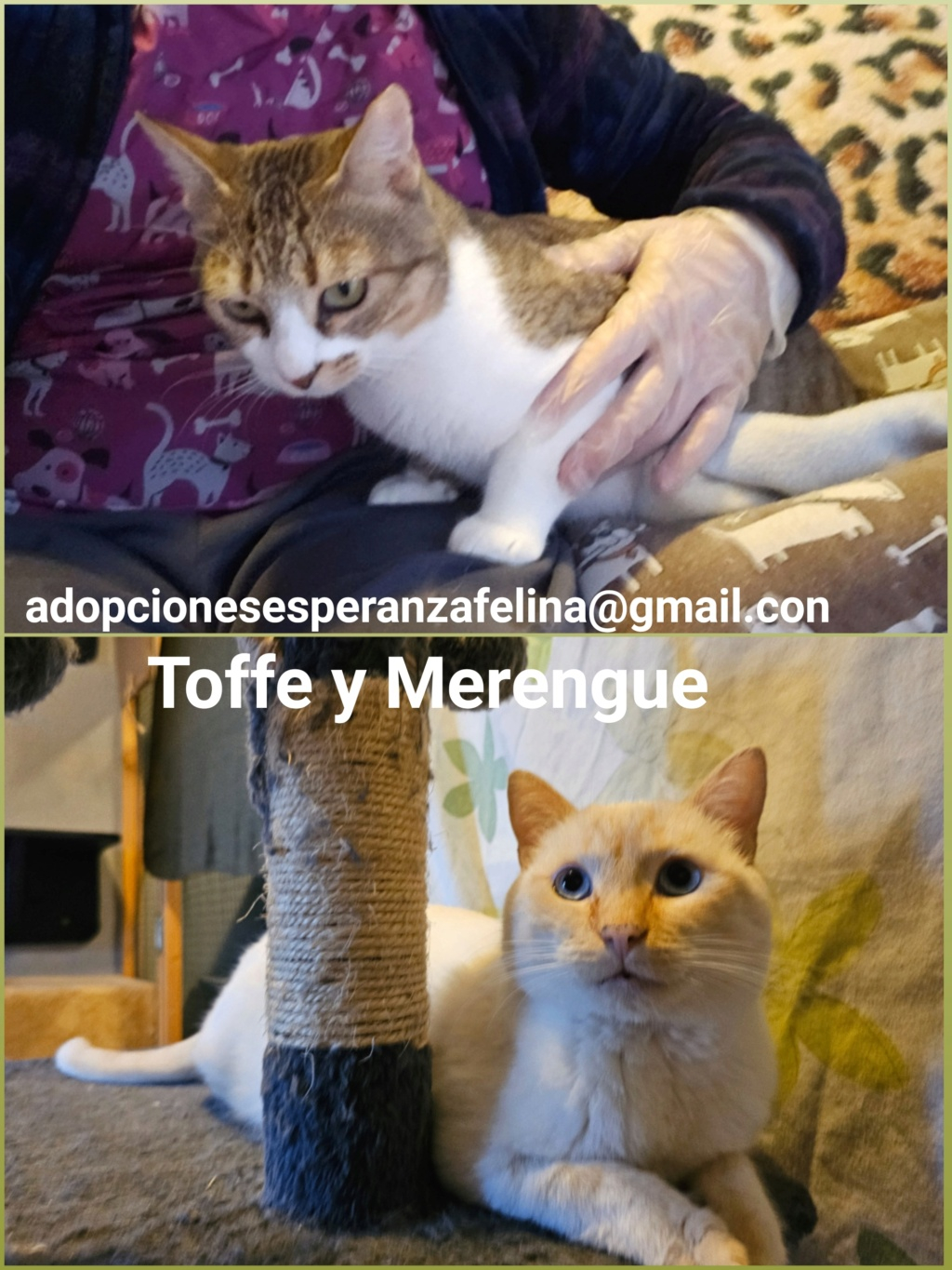 Merengue y Toffe (positivo a inmuno), preciosa pareja en adopción. Álava, España (F. Nac 05/05/2019) Photo253