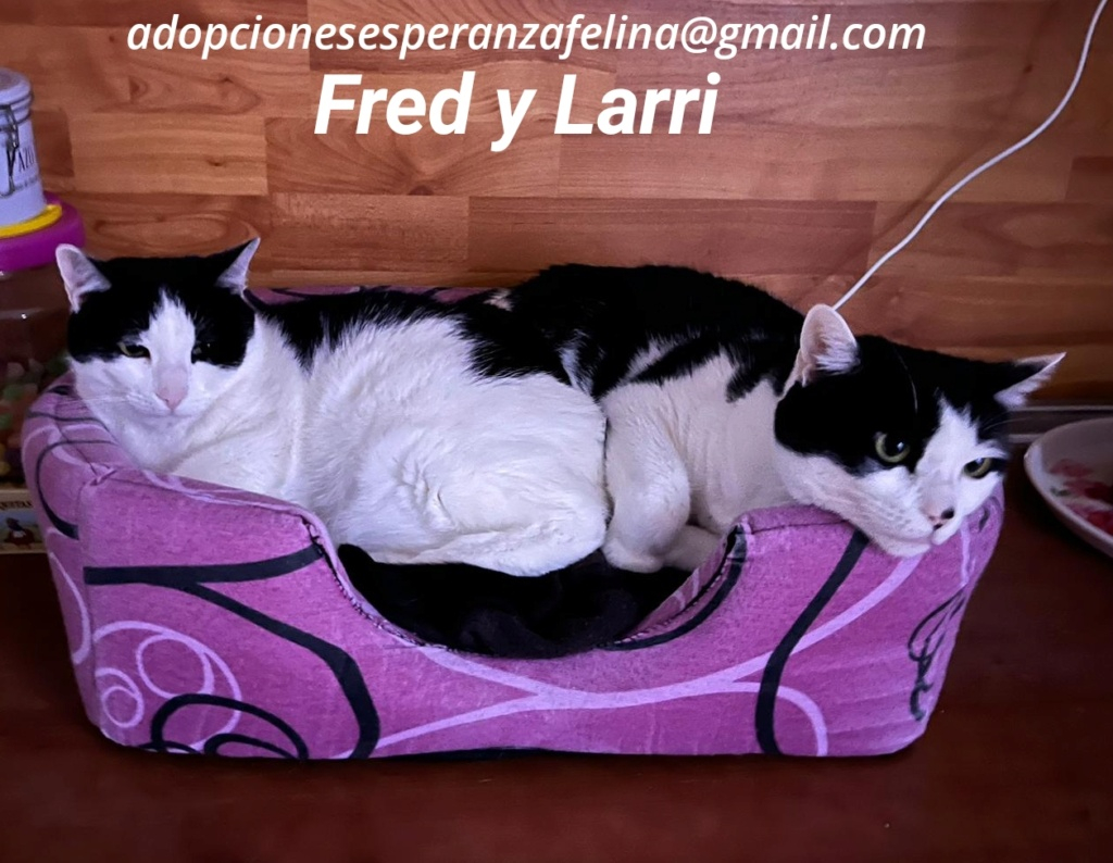 Fred y Larri, hermanitos en adopción (Álava-España f.n.aprox 09/03/15)  - Página 3 Photo257