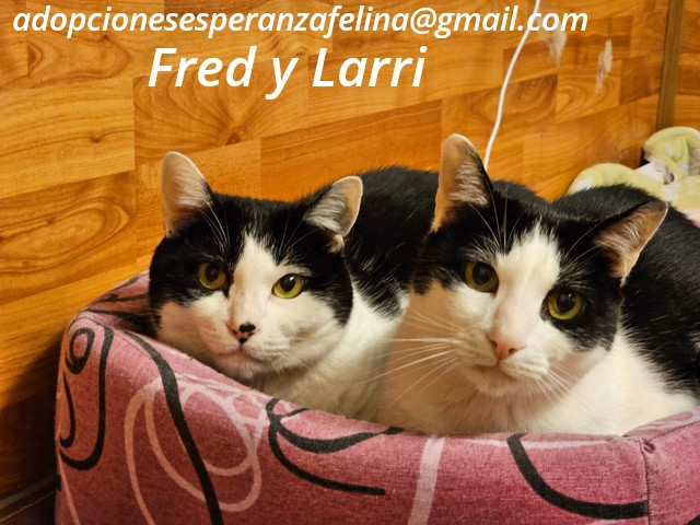 Fred y Larri, hermanitos en adopción (Álava-España f.n.aprox 09/03/15)  - Página 3 Photo269