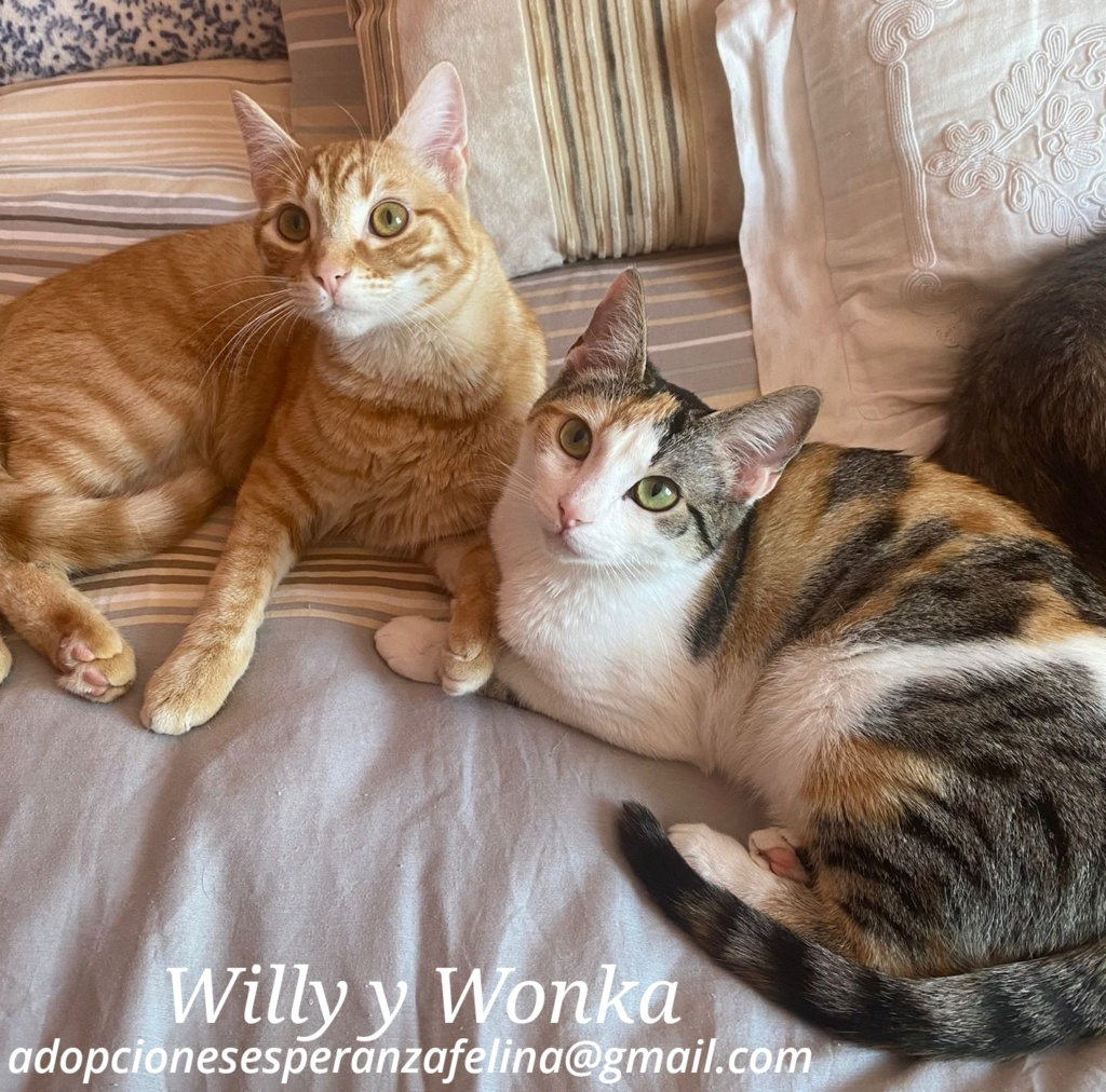 Willy y Wonka, preciosidades en adopción, Alava (f.n. 03/08/2023 )  Photo271