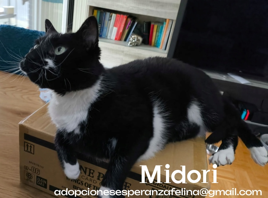 MIDORI, precioso gatito en adopción (F.Nac. 06/01/2017) - Página 5 Photo280