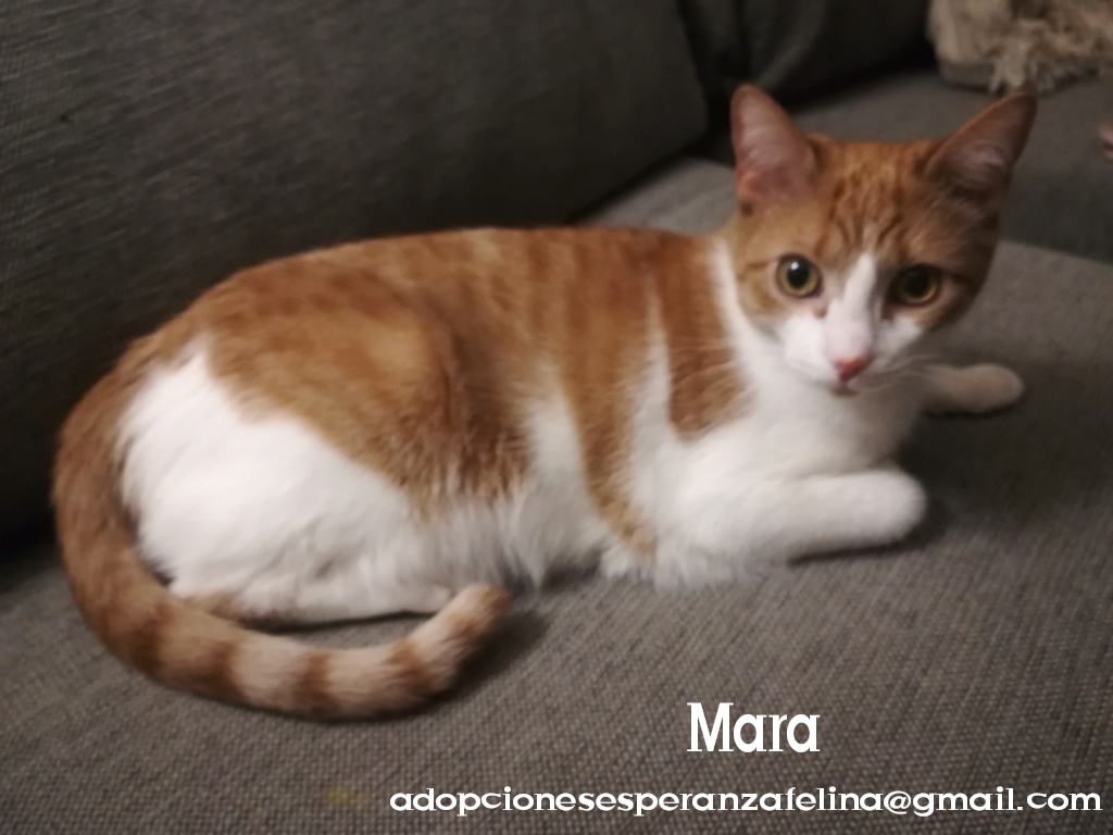 Mara, rubita guapa en adopción (Álava-España f.n.aprox 08/04/19)  Photos82