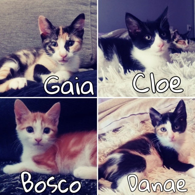 Bosco, Gaia, Danae y Cloe, en adopción (f. nacimiento: 13/03/22) Picsa109