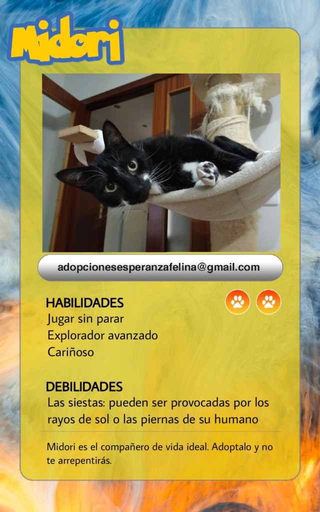 MIDORI, precioso gatito en adopción (F.Nac. 06/01/2017) - Página 2 Picsa117