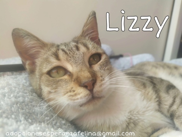 Lizzy, bomboncito en adopción. Álava (FNAprx. 01/05/2022) (+Leucemia) Picsa127