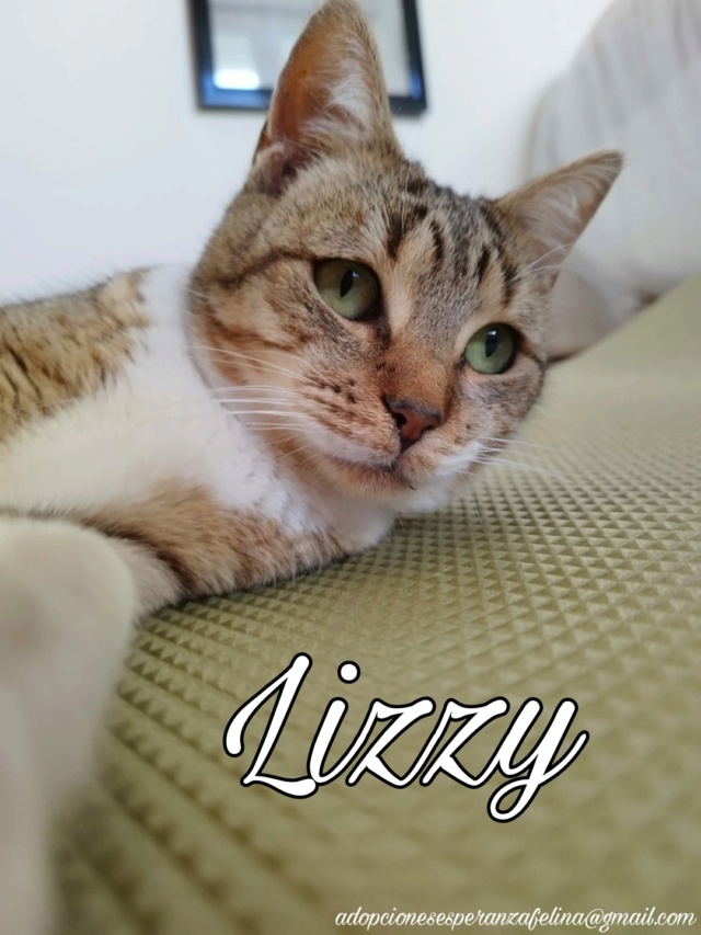 Lizzy, bomboncito en adopción. Álava (FNAprx. 01/05/2022) (+Leucemia) Picsa132