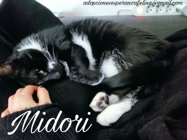 MIDORI, precioso gatito en adopción (F.Nac. 06/01/2017) - Página 3 Picsa133