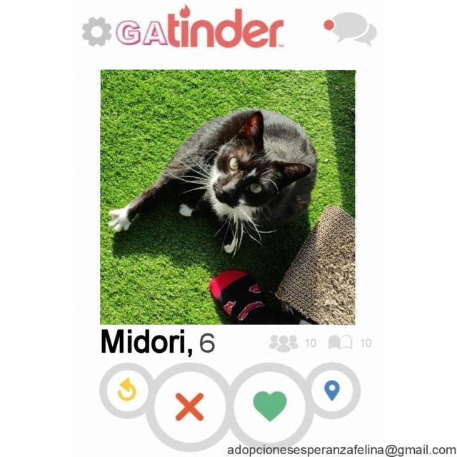 MIDORI, precioso gatito en adopción (F.Nac. 06/01/2017) - Página 3 Picsa134