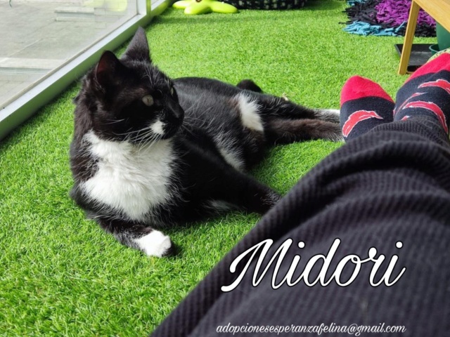 MIDORI, precioso gatito en adopción (F.Nac. 06/01/2017) - Página 3 Picsa141