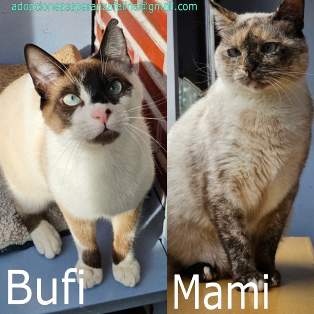 Mami y Bufi en adopción. Álava, España.(F.N. 2020 y 2022) Picsa142