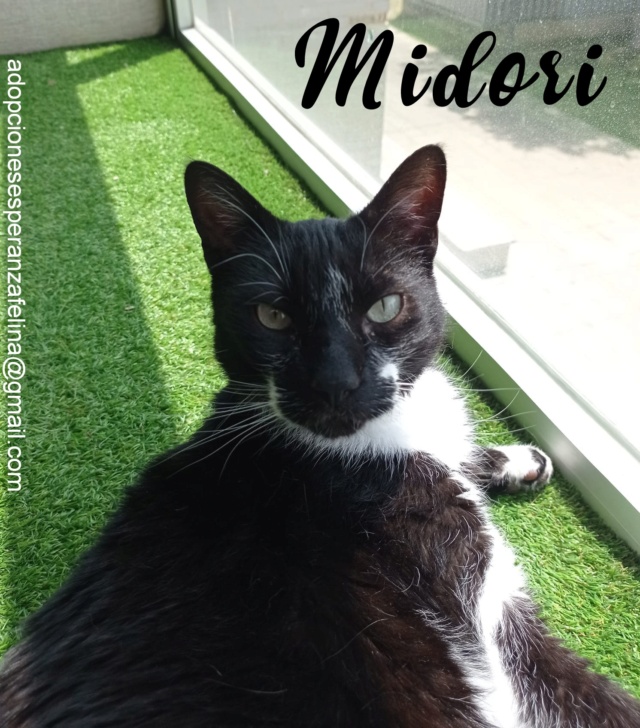 MIDORI, precioso gatito en adopción (F.Nac. 06/01/2017) - Página 3 Picsa144